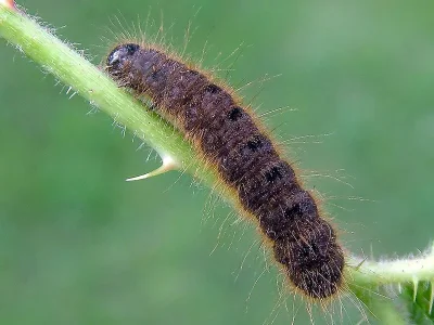 Conistra (Dasycampa) rubiginea