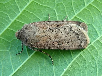Rhyacia (Rhyacia) simulans