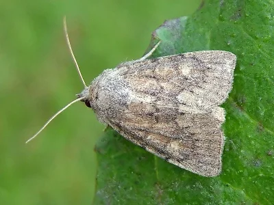 Photedes fluxa