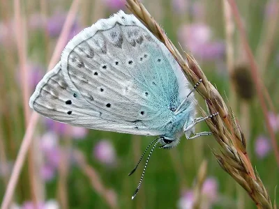 Polyommatus (Meleageria) daphnis