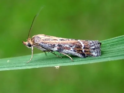 Pempeliella ornatella