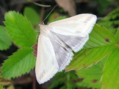 Loxostege turbidalis