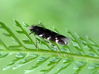Oxypteryx superbella