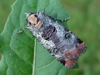 Epilecta linogrisea
