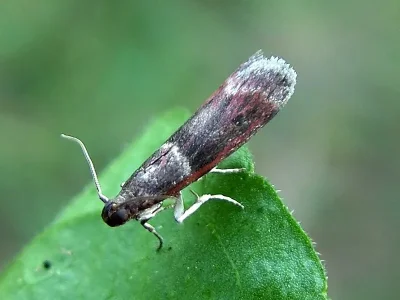 Cryptoblabes bistriga