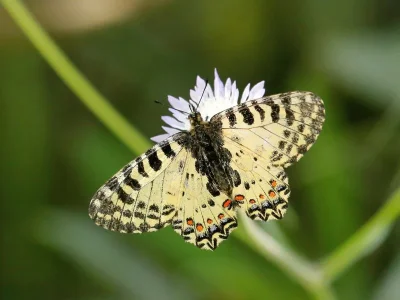 Zerynthia (Allancastria) cretica