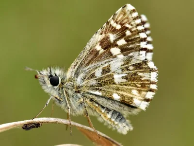 Pyrgus malvae