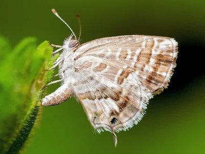 Cacyreus marshalli