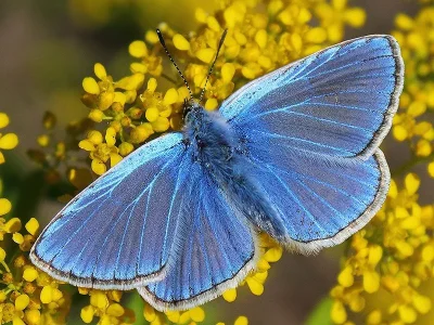 Polyommatus (Polyommatus) bollandi