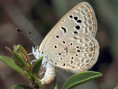 Zizeeria karsandra