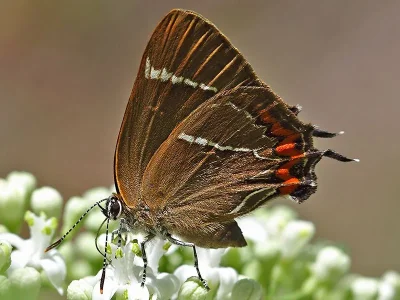 Satyrium (Strymonidia) w-album