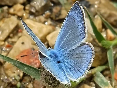Polyommatus (Agrodiaetus) theresiae