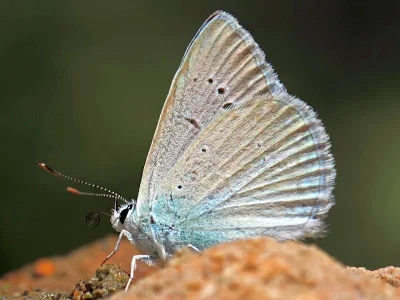 Polyommatus (Agrodiaetus) theresiae