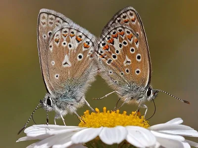 Polyommatus (Polyommatus) eros erotulus