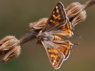 Cigaritis acamas