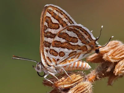 Cigaritis acamas