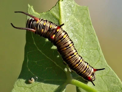 Danaus (Anosia) chrysippus