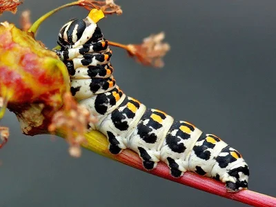 Papilio (Papilio) alexanor