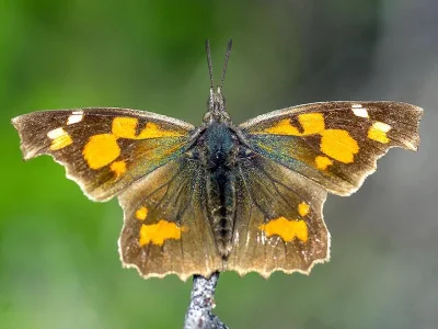 Libythea celtis