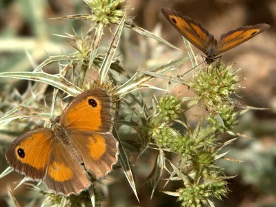 Pyronia (Pyronia) tithonus
