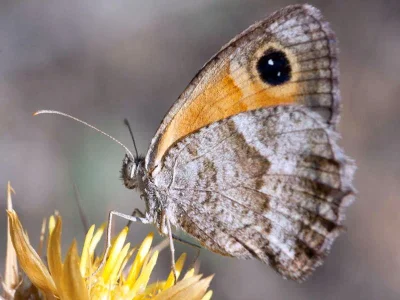 Pyronia (Idata) cecilia