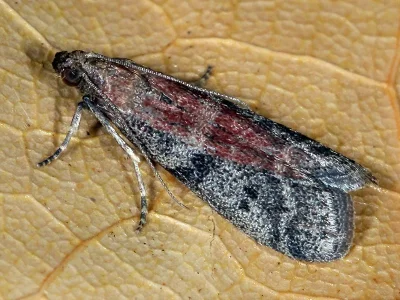 Ephestia mistralella