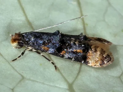 Stenoptinea cyaneimarmorella