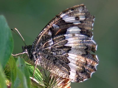 Brintesia circe