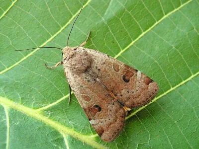 Noctua interposita
