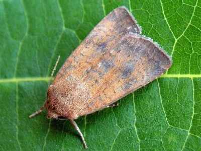 Noctua interjecta