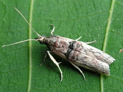 Nephopterix angustella