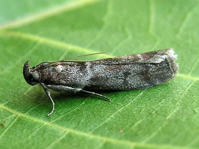 Laodamia faecella