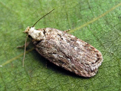 Depressaria (Depressaria) douglasella