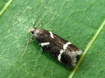 Chionodes lugubrella