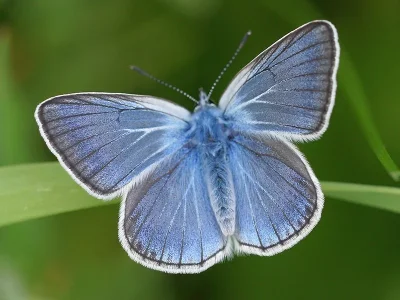 Polyommatus (Plebicula) amandus