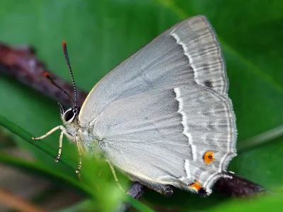 Favonius quercus