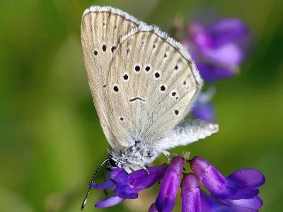 Phengaris teleius