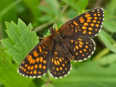 Melitaea (Mellicta) britomartis