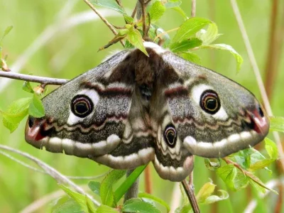 Saturnia (Eudia) pavonia