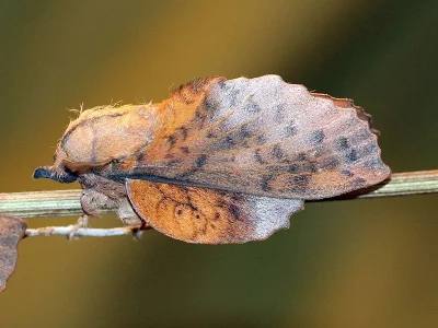 Gastropacha (Stenophylloides) populifolia