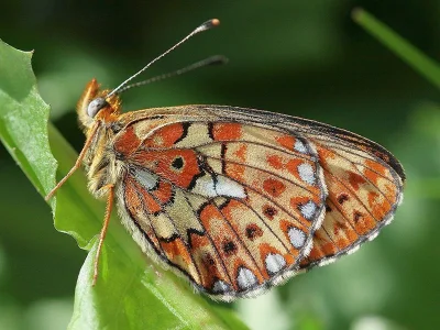 Boloria (Clossiana) euphrosyne
