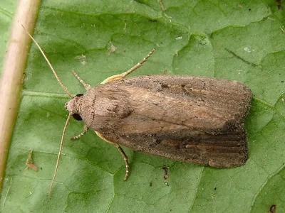 Athetis (Proxenus) hospes