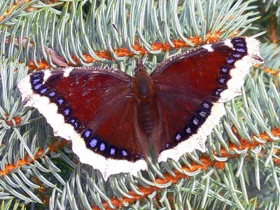 Nymphalis (Nymphalis) antiopa