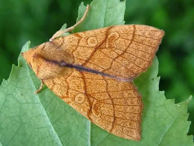 Tiliacea citrago