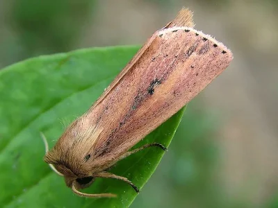 Globia sparganii