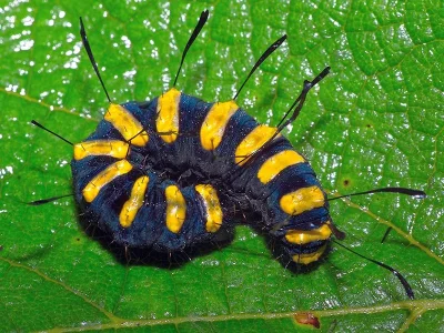 Acronicta (Jocheaera) alni