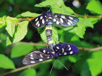 Amata (Syntomis) phegea