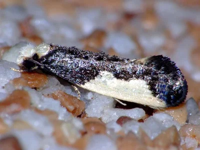 Monopis monachella