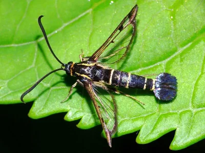 Synanthedon tipuliformis