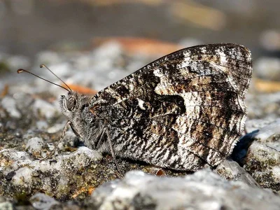 Hipparchia (Parahipparchia) semele